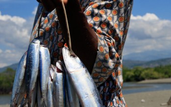 NEPAD: Boosting Africa’s Most Valuable Renewable Natural Assets – Fish