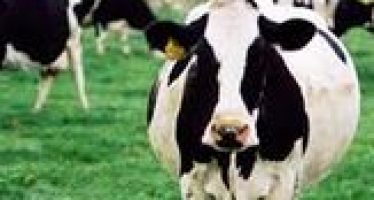 Dairy Price Surge Hits UN Food Price Index