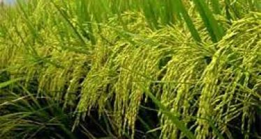 Revamping the Gezira Scheme: Sudan Seeks Food Security with Rice