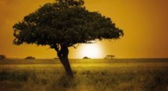 NEPAD: Towards the AU Agenda 2063 – Africa Building Momentum From a Decade of Achievement