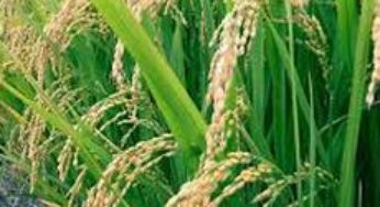 Myanmar’s Opportunity to Double Rice Export and Reduce Poverty