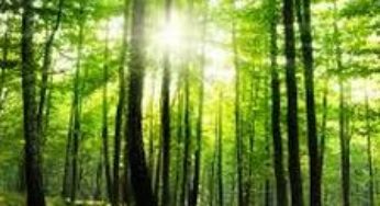 Why Business Leaders Support a Price on Carbon