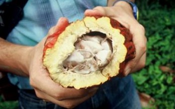 UN-Backed Project to Help Colombian Farmers Move Away from Illicit Crops Towards Fair Trade Chocolate