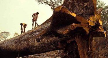 Brazil: Arrest of Fraudsters Decreases Deforestation Rate
