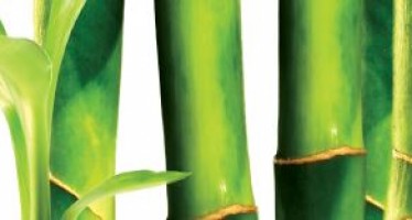 Troy Wiseman: Bamboo – A Sustainable Source of Fibre