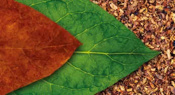 The ‘Miracle’ Plant Once Hailed as a Cure for Cancer: Tobacco’s Rise … and Fall