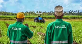 No Sugar Coating for Kenya’s Cane Industry, but KISCOL has an Established Place in Industry