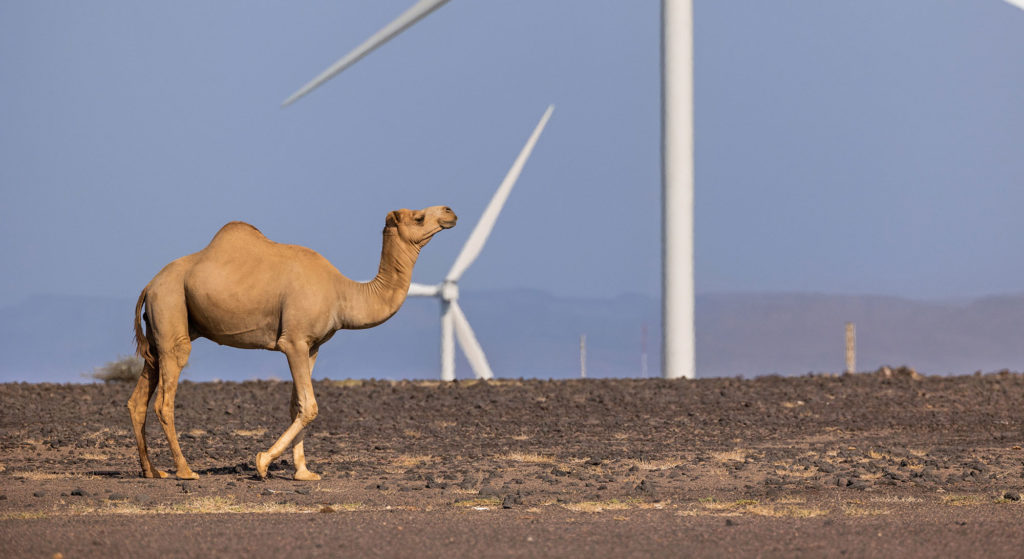 The Red Sea Power project sets Djibouti on course to become Africa’s first nation powered entirely by renewables 